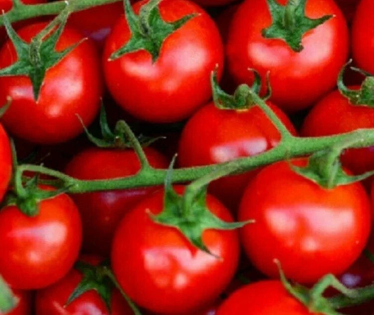 Large Red Cherry Tomato Seeds - 100+ Indeterminate Solanum lycopersicum Heirloom Garden Vegetables