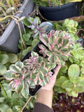 Aeonium Fuji Cuttings - Succulent Plant Cuttings for Propagation - Aeonium arboreum 'Fuji'