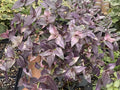 Purple Bridal Vail Live Plant Cuttings - 10 Cuttings, 5-6 Inches - Tradescantia fluminensis