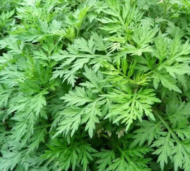 Mugwort Seeds 500+ Perennial Herb Artemisia vulgaris for Garden, Culinary & Wildlife Attracting