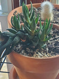 Zebra Plant Live Cutting | Haworthia Variegated Succulent | Indoor Houseplant