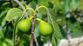 Excel Fig Seeds - 100+ Ficus carica Seeds for Garden Planting - USA Grown
