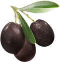 Bonsai Olive Tree Seeds | 10 Olea europaea Seeds for Indoor & Outdoor Bonsai