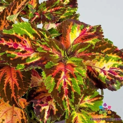 Superfine Rainbow Multicolour Coleus Seeds - 25+ Pack | Coleus blumei for Garden