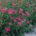 Yarrow 'Cerise Queen' Live Starter Plant | Bright Pink Hardy Perennial Achillea millefolium for Pollinators and Drought Tolerance