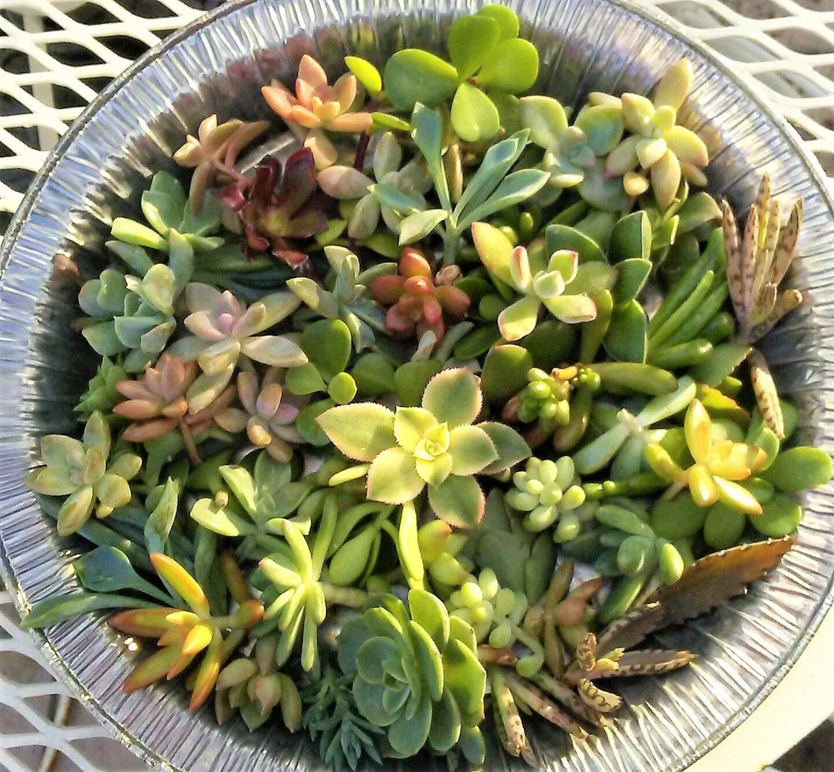 30 Succulent Cuttings Tiny Mini 1-2" Assorted Varieties for Fairy Garden - Ideal for Terrariums and Craft Projects