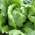 Iceberg Lettuce Seeds - Non-GMO Crisphead Vegetable Garden Seeds for Home Gardens - Lactuca sativa