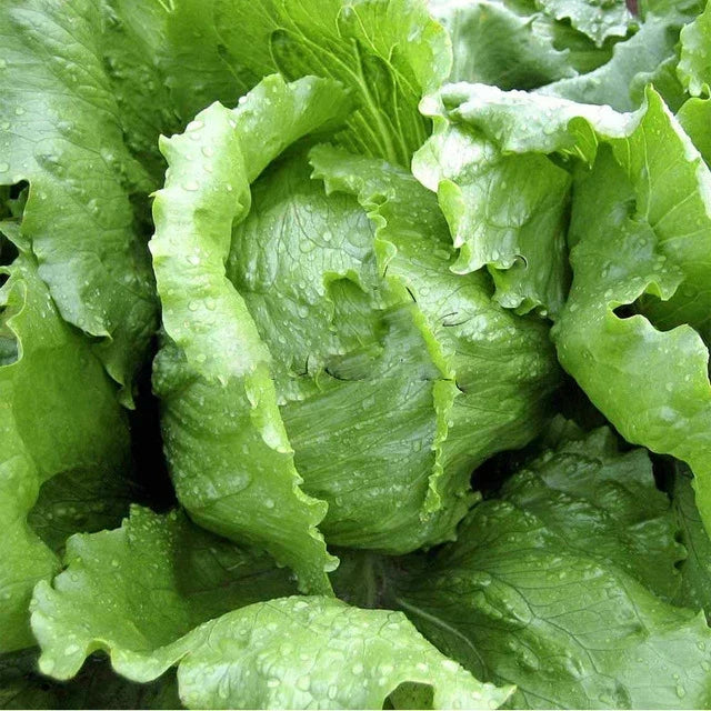 Iceberg Lettuce Seeds - Non-GMO Crisphead Vegetable Garden Seeds for Home Gardens - Lactuca sativa