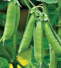 Organic Sugar Snap Peas Seeds - Heirloom Pisum sativum var. macrocarpon, Climbing Vine, Non-GMO, Full Sun, Pack of 50