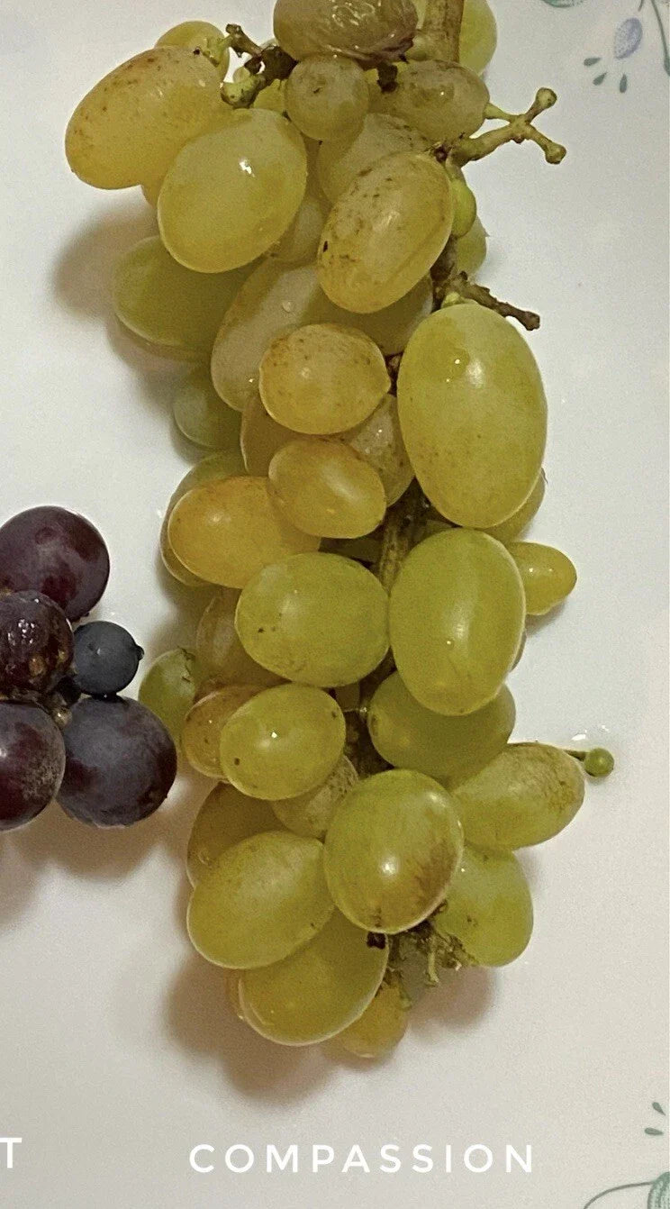 Compassion Grape Cuttings - 4 Healthy Vines for Grafting or Rooting - Vitis vinifera Deciduous Vine