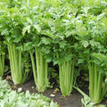 Giant Golden Pascal Celery Seeds - Heirloom Non-GMO Apium graveolens - Fresh, Crunchy Stalks for Gardening
