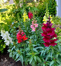 Snapdragon Seeds - Maximum Mix, 200 Seeds, Antirrhinum majus, Vibrant Flowering Annual for Borders & Containers