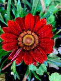 Gazania Rigens Potted Plant - Red Flowers, Drought-Tolerant Hardy Perennial for Garden & Patio