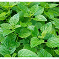 Mint Seeds for Planting - 1000pcs Non-GMO Heirloom Herb Seeds (Mentha spp.)