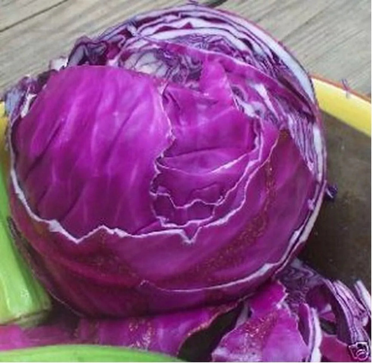 Red Acre Cabbage Seeds - Heirloom Non-GMO Brassica oleracea var. capitata for Home Gardens, Raised Beds, Containers