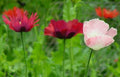 Poppy Seeds - Pepperbox Mix Flower Seeds - 85 Packets - Vibrant Colorful Blooms - Papaver spp. - Made in USA