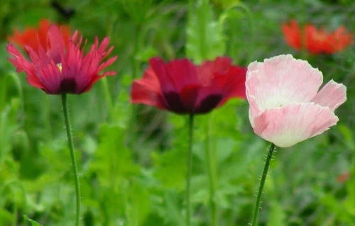 Poppy Seeds - Pepperbox Mix Flower Seeds - 85 Packets - Vibrant Colorful Blooms - Papaver spp. - Made in USA
