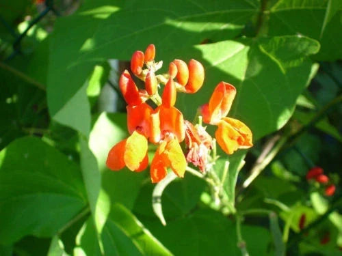Scarlet Runner Bean Seeds 15 Pack - Phaseolus coccineus Flowering Climber for Garden, Edible Pods & Flowers