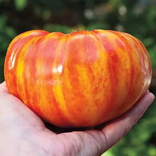 Big Striped Rainbow Tomato Seeds - 100+ Seeds - Heirloom Variety for Exotic Flavor - Solanum lycopersicum