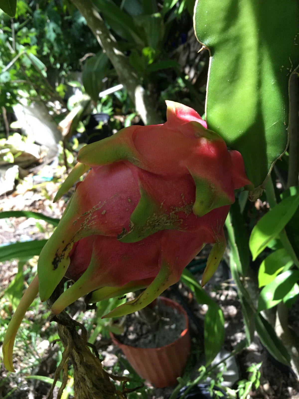 Vietnam Dragon Fruit Cuttings 8-12 Inches + 1 Free 4 Inch Cutting - Hylocereus undatus