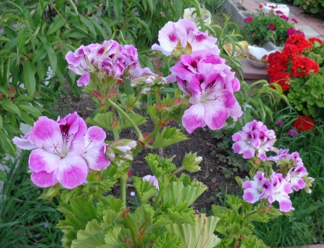 Pelargonium Cuttings 2 x 6" Stunning Purple & White Fancy Regal Geranium