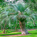 Jelly Pindo Palm Tree Seeds - Butia capitata - Cold Hardy Tropical Fruit Plant Seeds for Gardening
