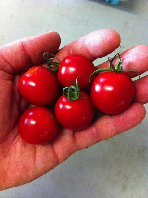 Sugar Bomb Cherry Tomato Seeds - Organic Heirloom Non-GMO, Solanum lycopersicum, Sweet Juicy Cherry Tomatoes, 30 Pack