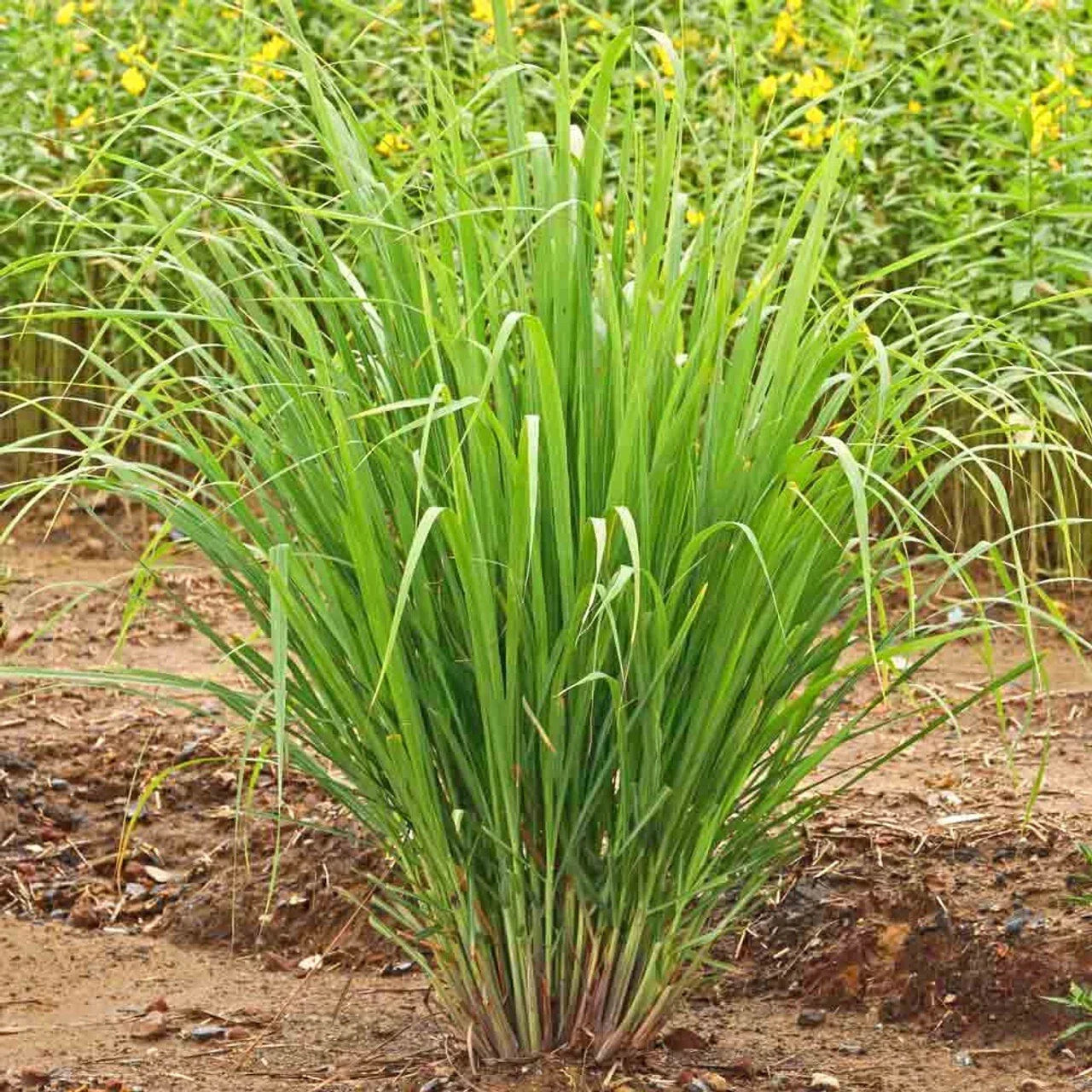 Lemongrass Seeds - Organic Non-GMO Edible Herb for Mosquito Repellent - Cymbopogon citratus