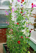 Sweet Pea Seeds, 25 Pack, Winter Sunshine Variety, Winter Flowering, Perfect for Outdoors or Greenhouse, Lathyrus odoratus