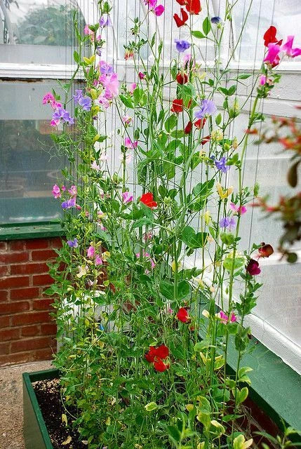 Sweet Pea Seeds, 25 Pack, Winter Sunshine Variety, Winter Flowering, Perfect for Outdoors or Greenhouse, Lathyrus odoratus