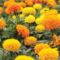 Marigold Seeds 150+ African Cracker Jack Mix Flower Tagetes erecta Garden Plant Seeds