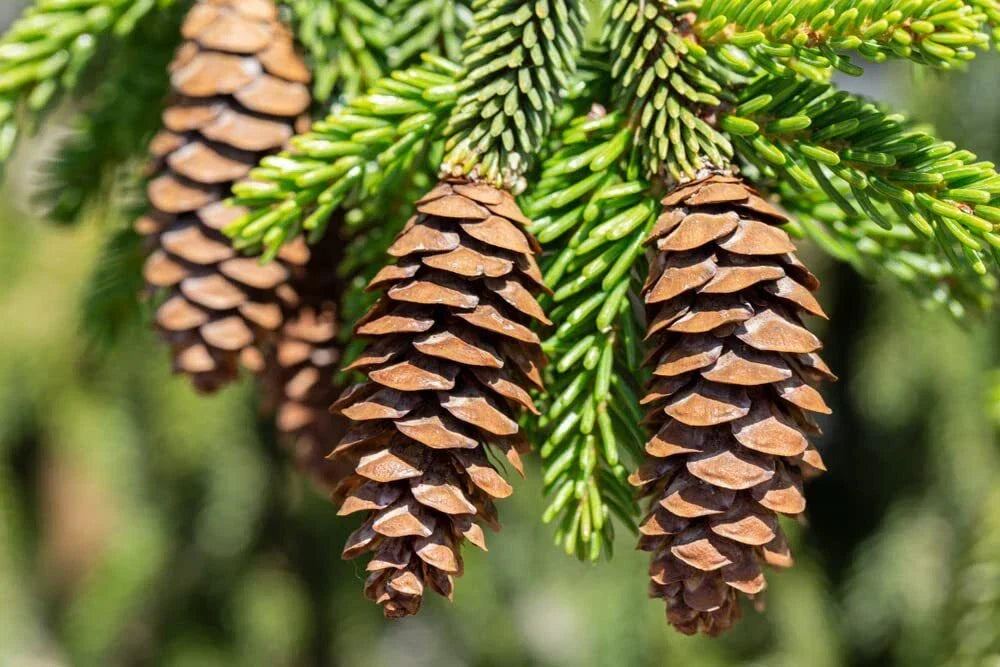 Oriental Spruce Tree Seeds - 30 Picea orientalis Evergreen Coniferous Seeds