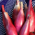 Italian Red Torpedo Onion Seeds - Non-GMO Rossa di Tropea Heirloom Variety for Culinary Gardens