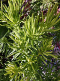 Succulent Cactus Cutting 4" – Propagation Plant for Indoor Garden – Drought-Tolerant, Low Maintenance, Various Species