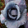 Red Acre Cabbage Seeds, Heirloom Non-GMO, 100 Seeds, Brassica oleracea var. capitata