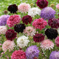 Pincushion Flower Seeds Mix - 100 Fresh Colorful Scabiosa Flowers for Gardens & Borders