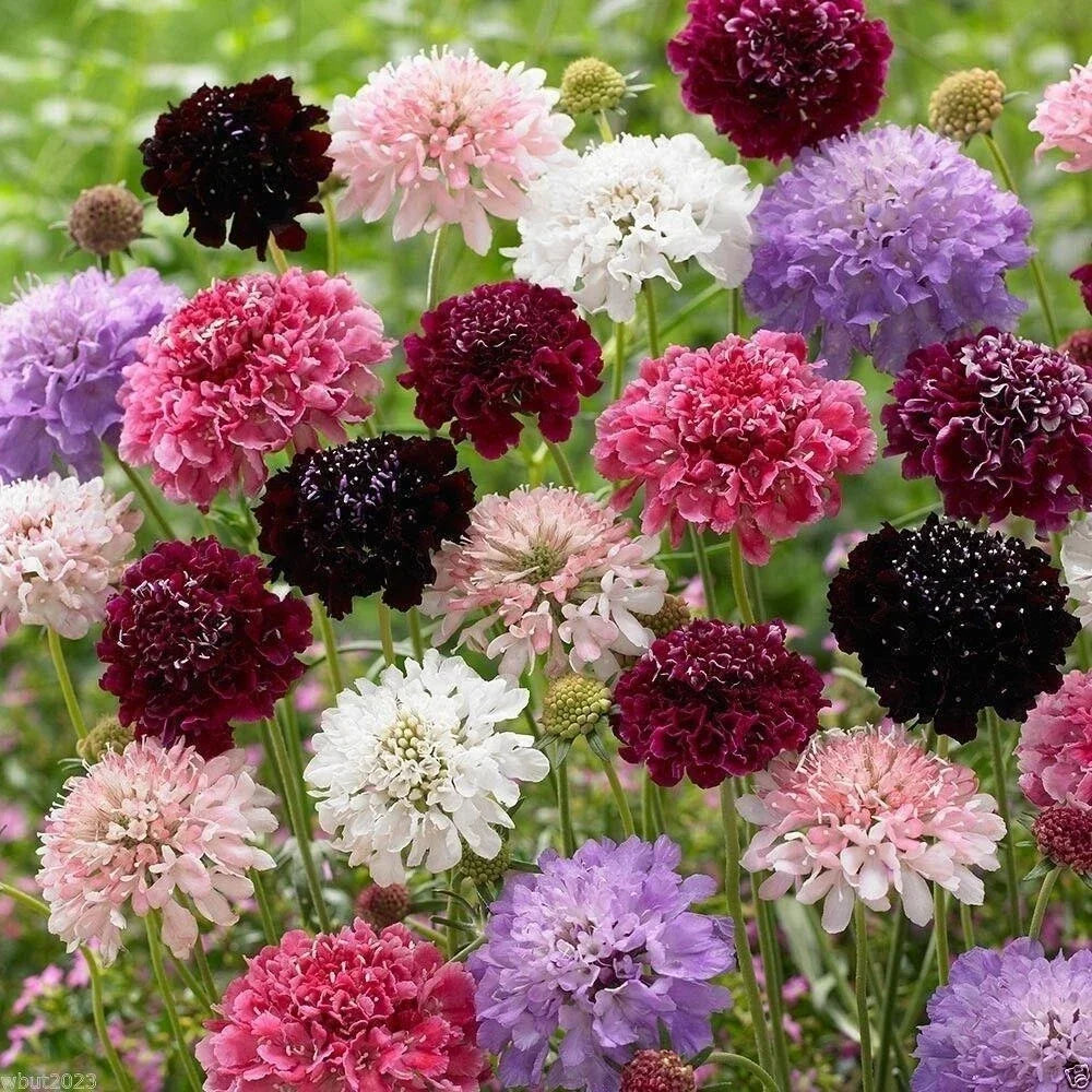 Pincushion Flower Seeds Mix - 100 Fresh Colorful Scabiosa Flowers for Gardens & Borders