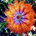 Banksia ericifolia "Little Eric" Tree Seeds | Rare Lantern Fireworks Variety | Native Australian Flowering Plant