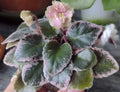 Mini African Violet Unrooted Leaves 2-Pack Saintpaulia for Propagation Indoor Garden