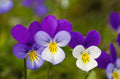 Johnny Jump-Up Viola Tricolor Flower Seeds – Non-GMO, Vibrant Blooms for Garden & Containers, 340 Seeds