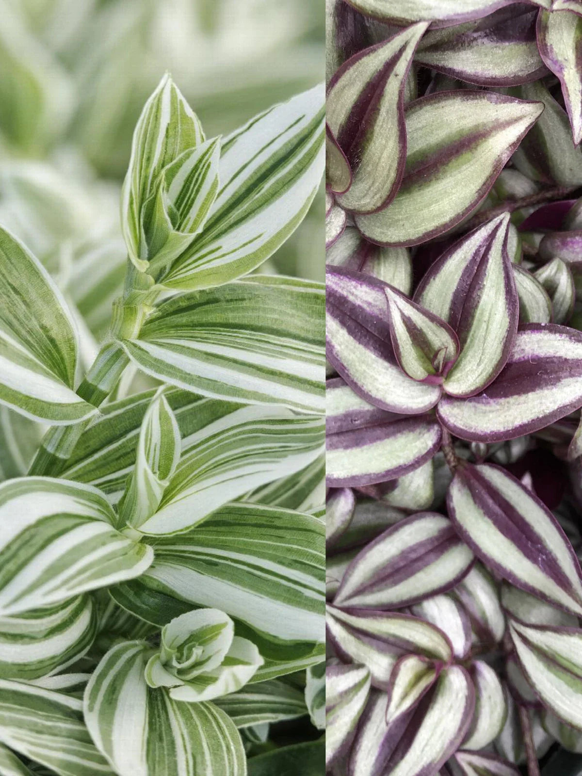 Tradescantia Zebrina Wandering Jew Plants - 2 Pack, 1 White Striped & 1 Zebrina, Trailing Houseplants for Indoor Decor