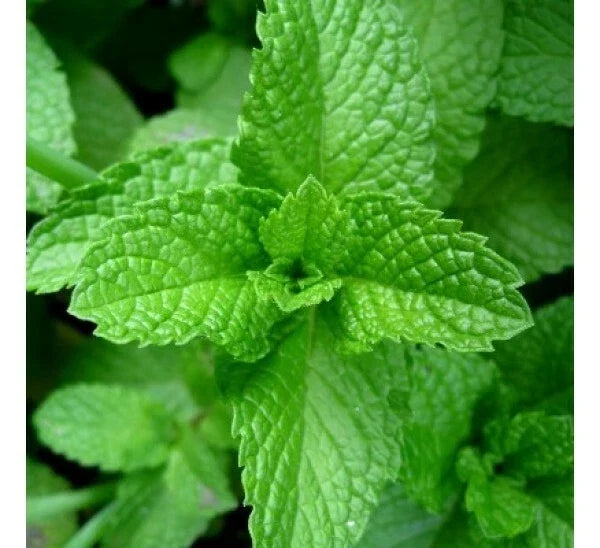 Peppermint Seeds Non-GMO Aromatic Perennial Mentha piperita Seed Packet for Culinary & Herbal Use