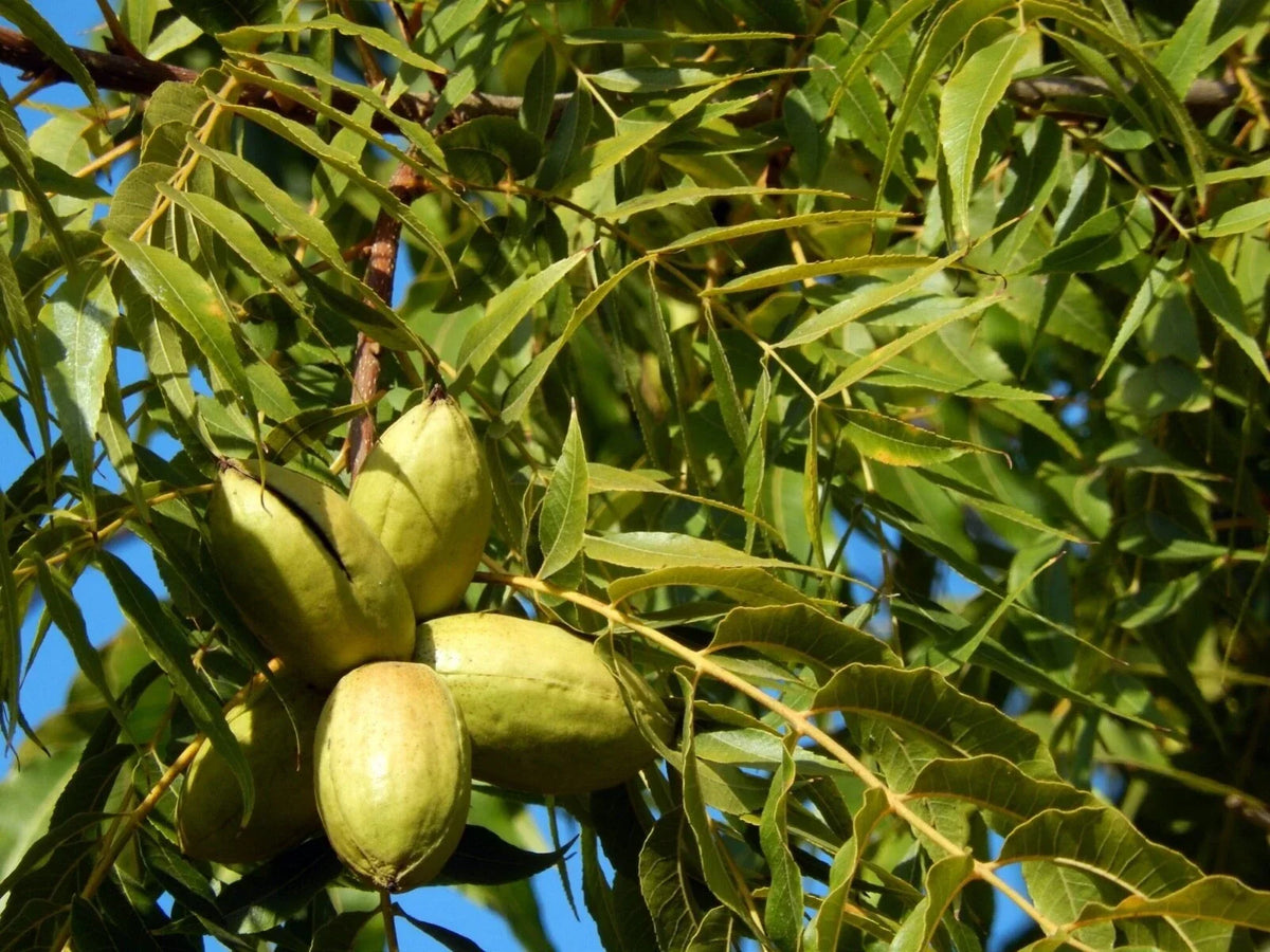 Northern Pecan Tree Live Plant 1 ft - Carya illinoinensis - Hardy Nut Tree for Home Garden or Orchard