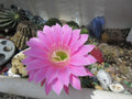 Echinopsis 'Gary Brandfeller' Hybrid 5" Lavender Cactus with 1 Pup - Unique Succulent Plant for Home Decor