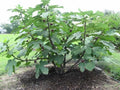 Chicago Hardy Fig Live Plant - Ficus carica in 4 Inch Pot, Edible Fruit Tree