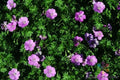 Glenluce Geranium Seeds - 25+ Pack Pelargonium 'Glenluce' - USA Grown