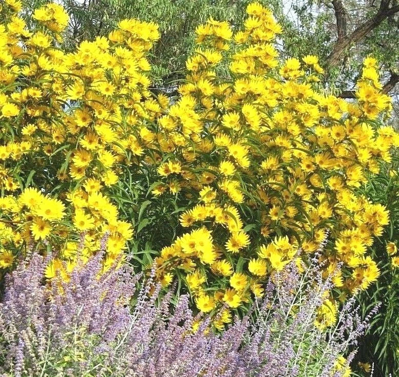 Maximilian Prairie Sunflower Seeds - Native Wildflower for Drought Tolerance - Helianthus maximiliani