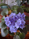 African Violet Cuttings - Optimara Manitoba Standard - 2 Fresh Unrooted Leaves - Ideal for Propagation and Gardening