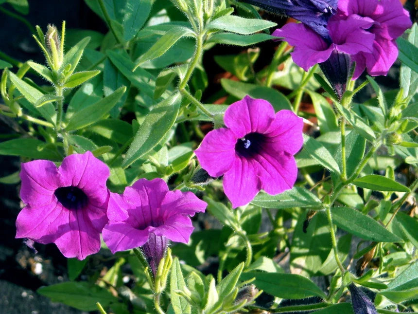 Wild Petunia Seeds - 35 Pack, Purple Flower, Fragrant, Ruellia humilis - Buy 15, Ships Free