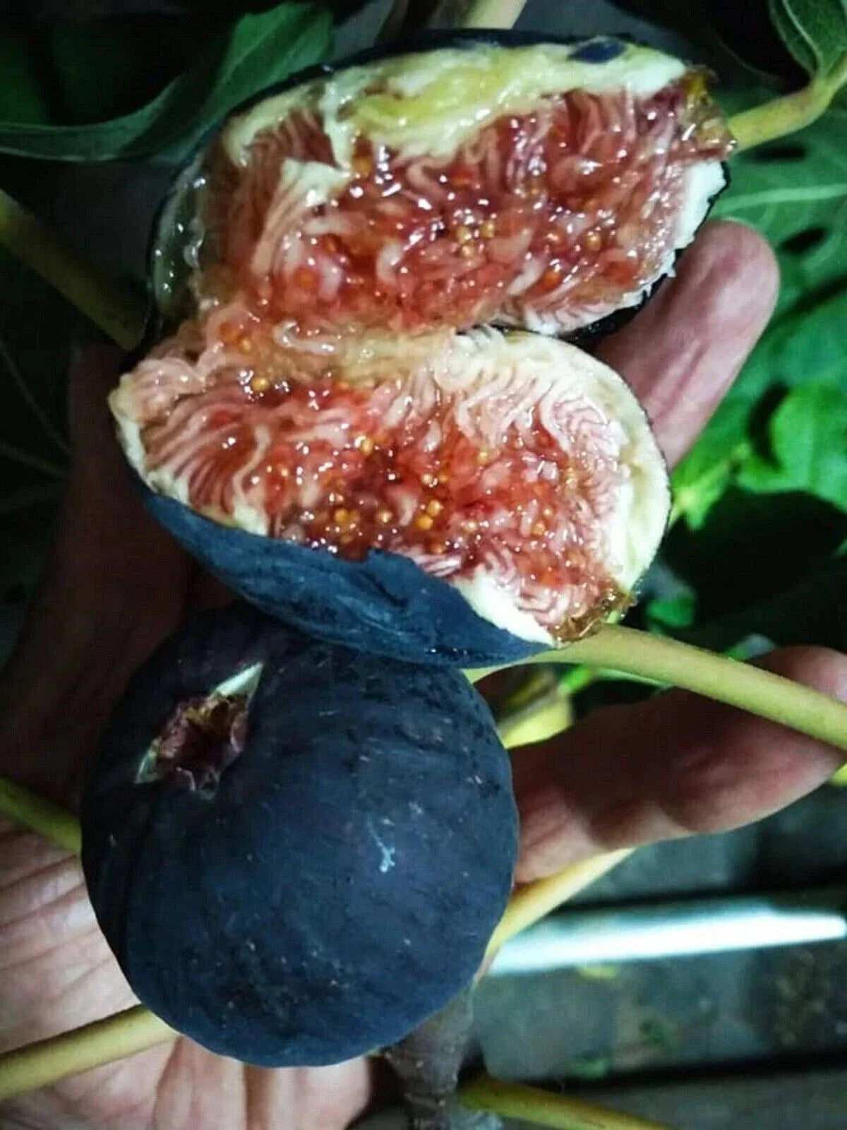 Black Madeira Fig Cutting - 1 Plant - Ficus carica - Not Rooted